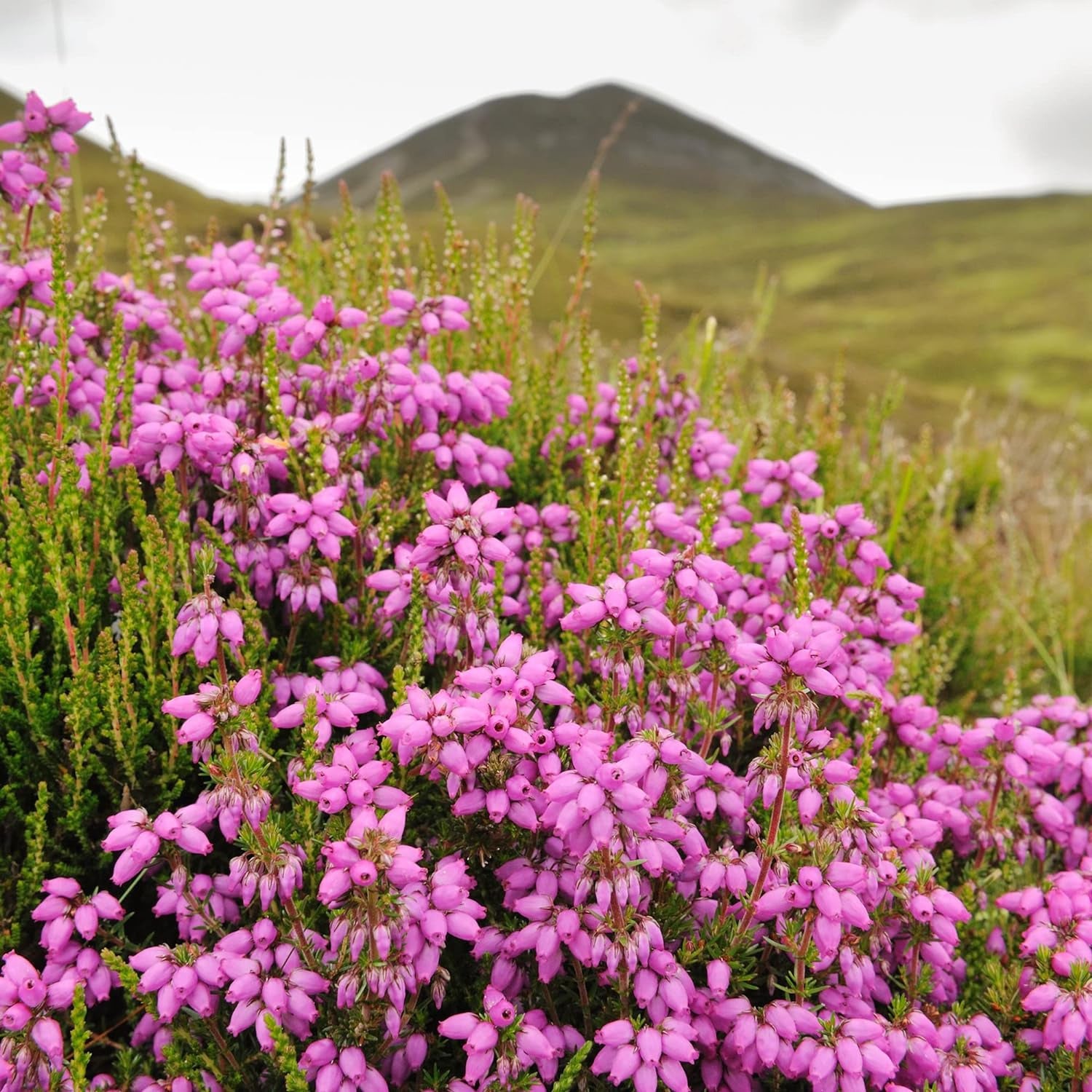 heather flower seeds Scotch Heather Shrub Seeds for Planting – Heirloom, Non-GMO, Hardy, Pe – Pure Asia Seeds