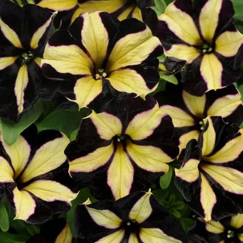 Black & Yellow Petunia Flower seeds for Planting - Sun Loving, Heirloom & GMO Free Seeds for Home Garden
Sale for planting in home garden