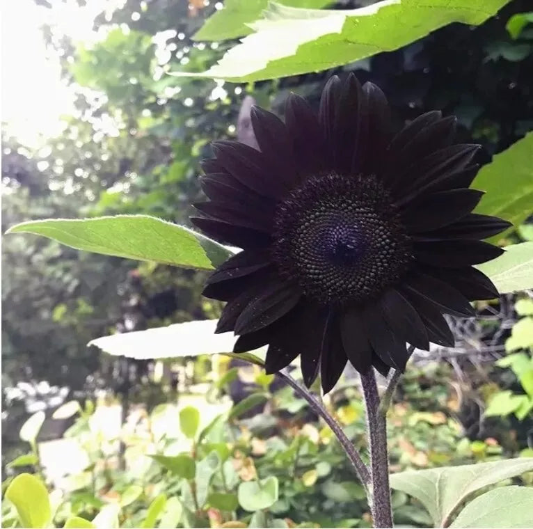 Black Sunflower Flower seeds for Planting - Perfect for Borders, Heirloom & GMO Free Seeds for Home Garden
Sale for planting in home garden