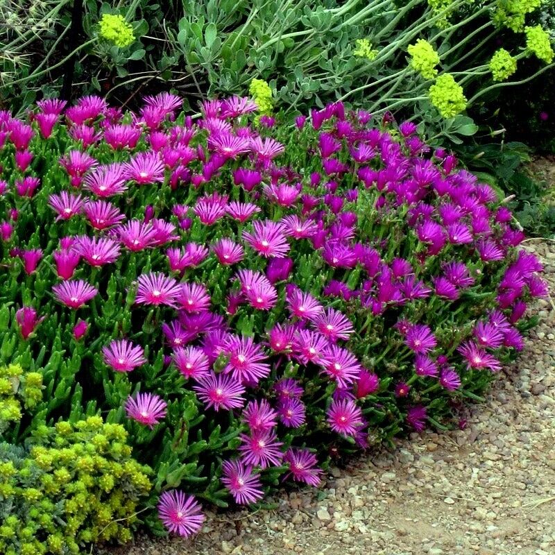 Purple Delosperma Cooperi Flower seeds for Planting Shade Tolerant Heirloom & GMO Free Seeds for Home Garden
Sale seeds for home garden planting
