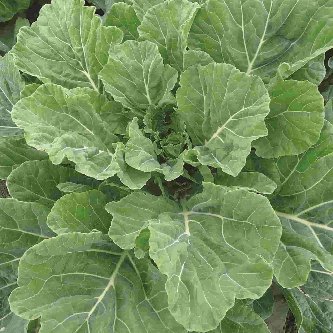 コラードグリーン 野菜の種