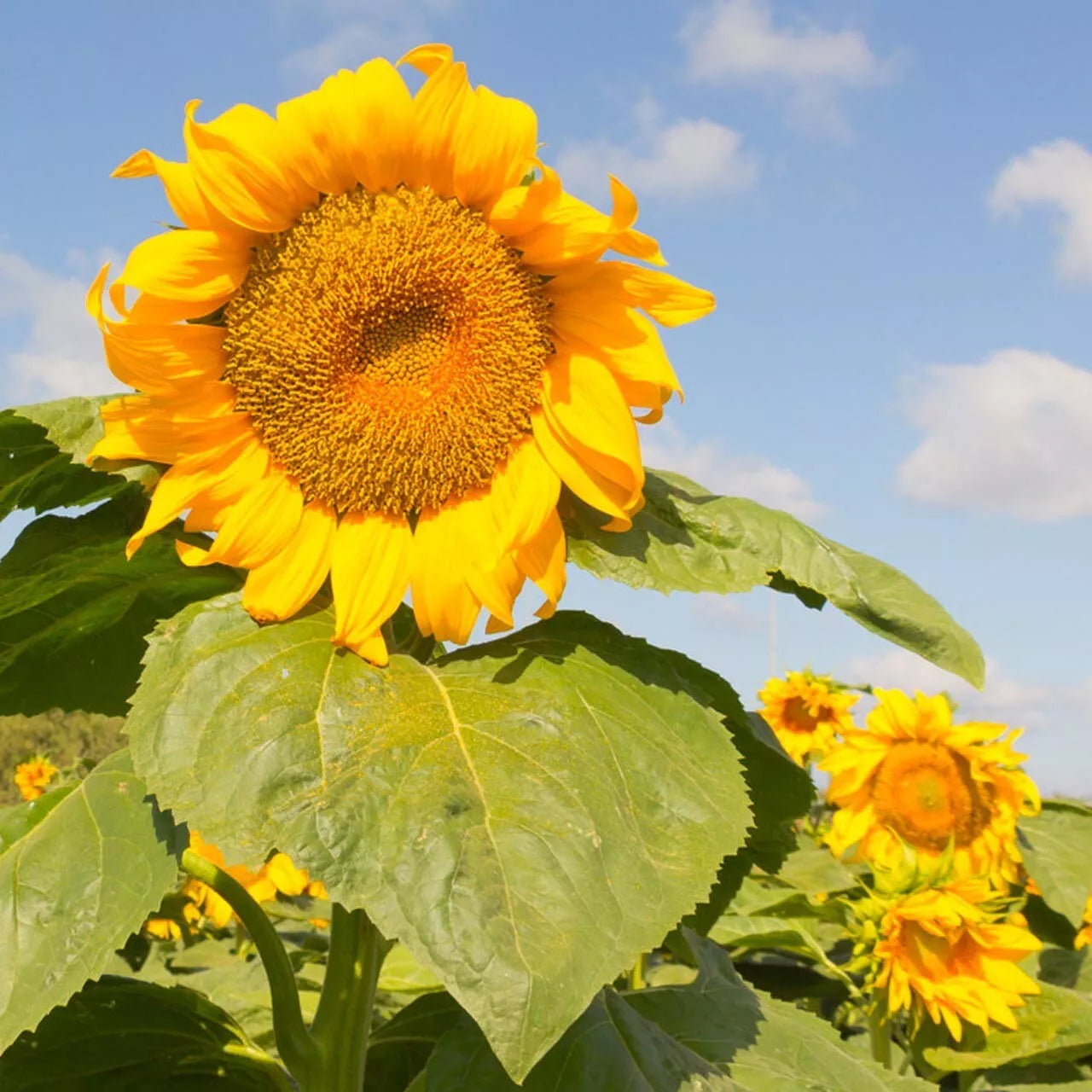 Mongolian Giant Sunflower Seeds