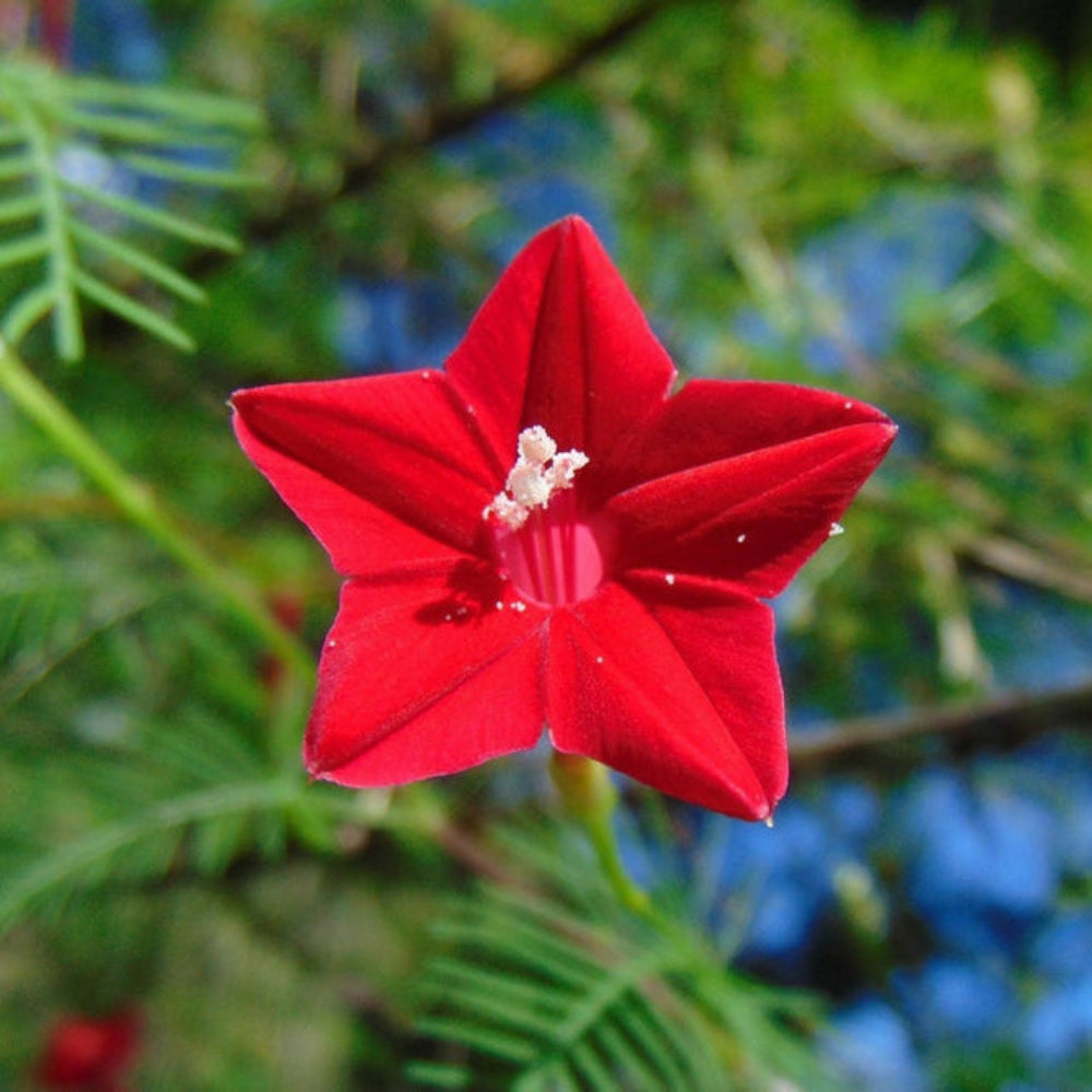 planting cypress vine seeds Cypress Vine Flower Seeds for Planting – Heirloom, Non-GMO, Pollinator – Pure Asia Seeds