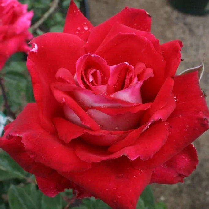 Osiria Hybrid Tea Rose Flower Seeds