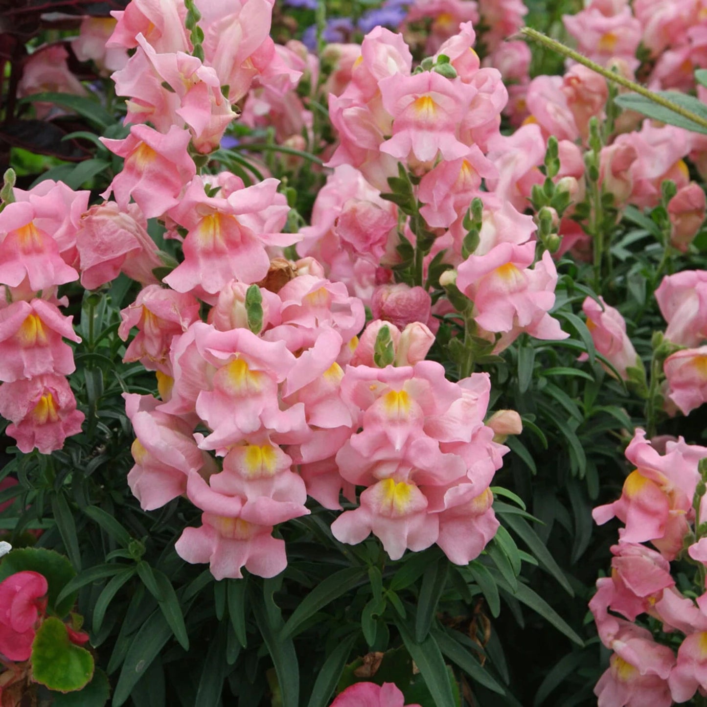 Semillas de flor de boca de dragón 'Appleblossom'