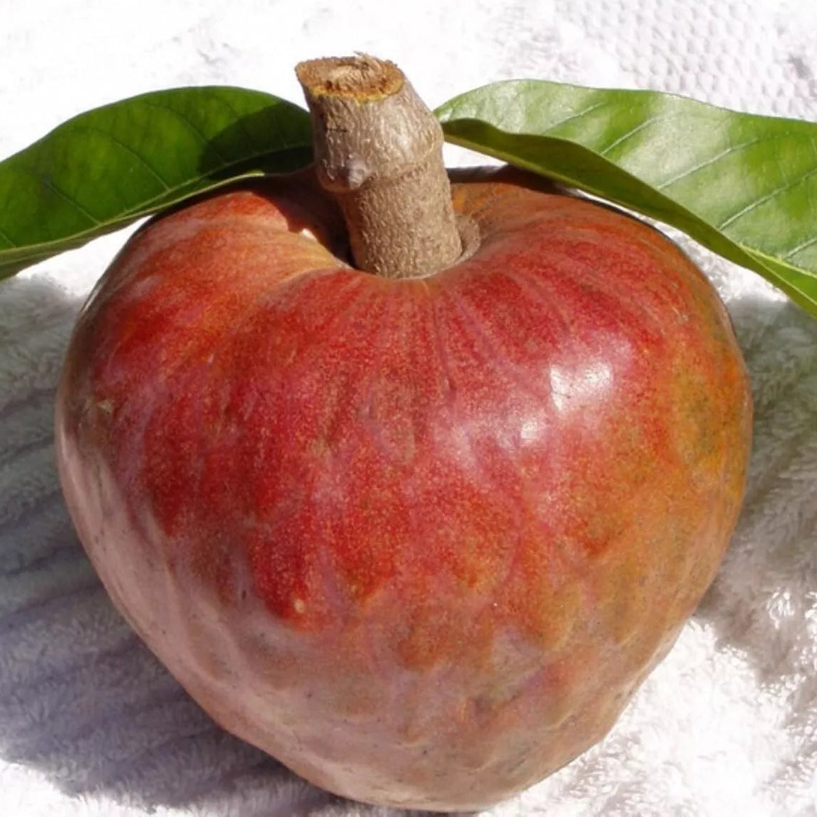 Jamaican Custard Apple Fruit Seeds