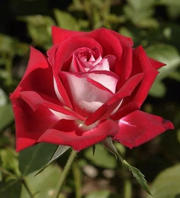 Osiria Hybrid Tea Rose Flower Seeds