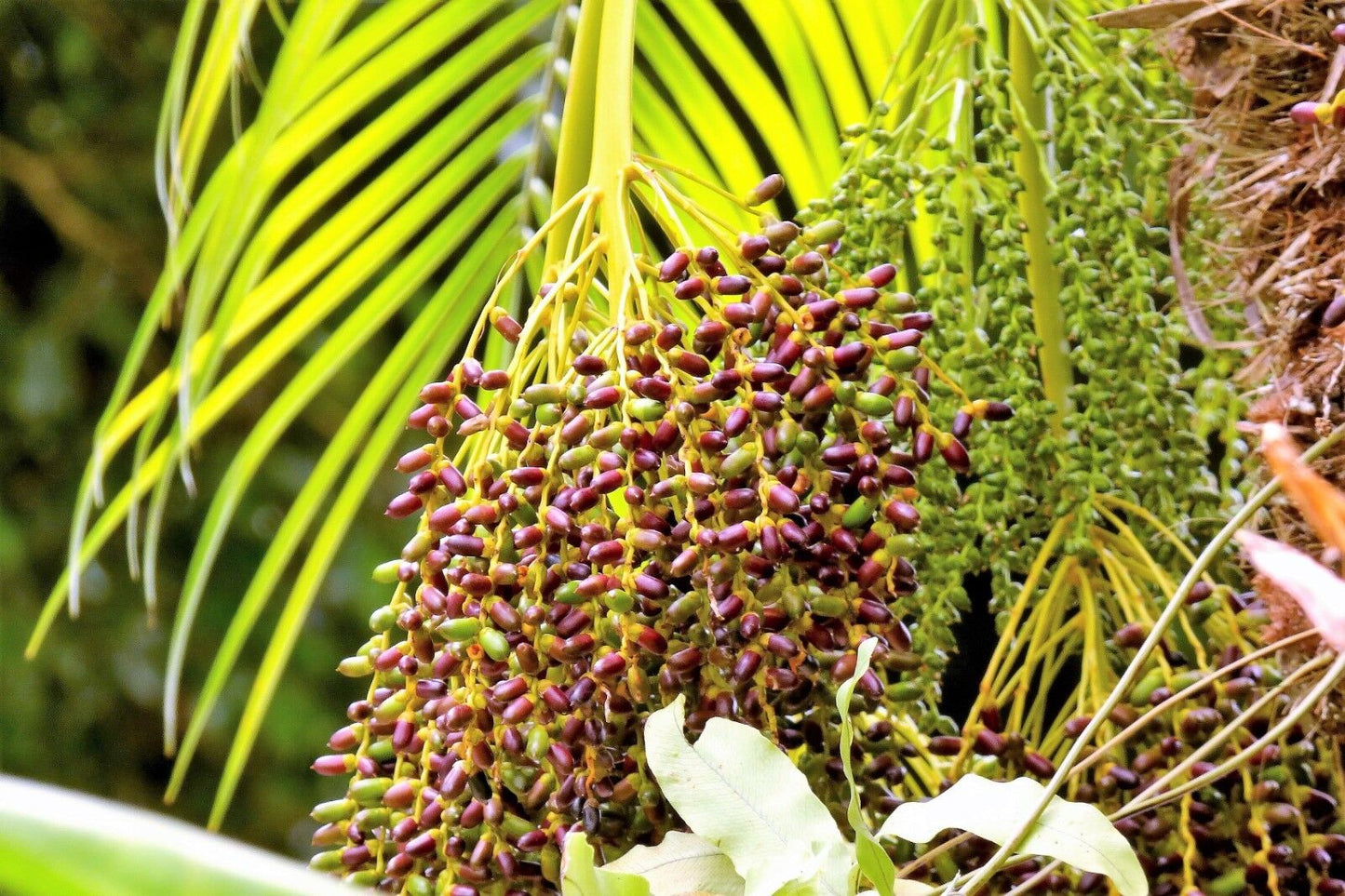 Phoenix Roebelenii Pygmy Date Palm Seeds
