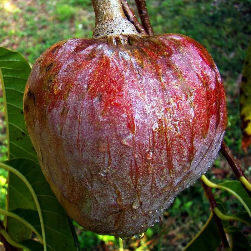 Jamaican Custard Apple Fruit Seeds