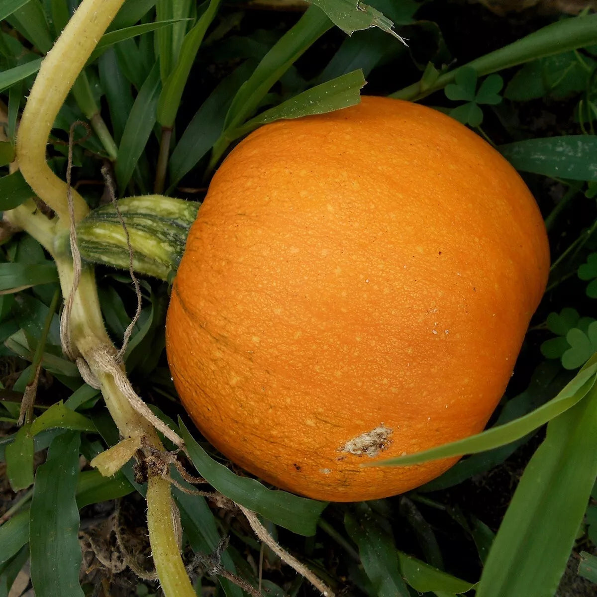 Graines de fruit de citrouille sucrée