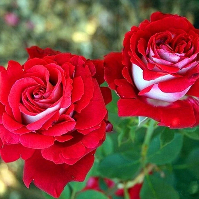 Osiria Hybrid Tea Rose Flower Seeds