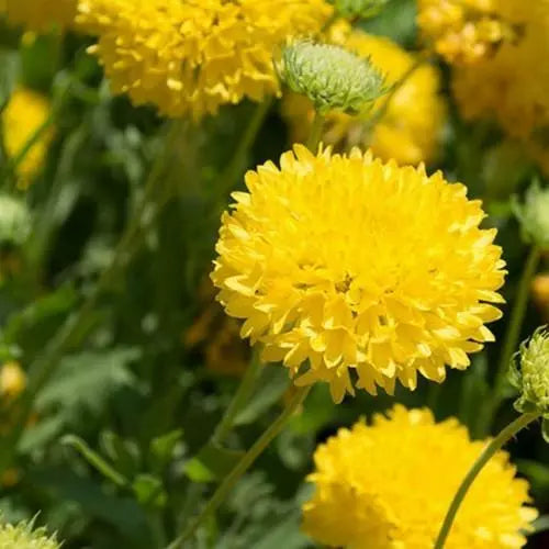 Gaillardia Sundance Flower seeds for Planting Wildflower Mix Heirloom & GMO Free Seeds for Home Garden
Sale for planting in home garden