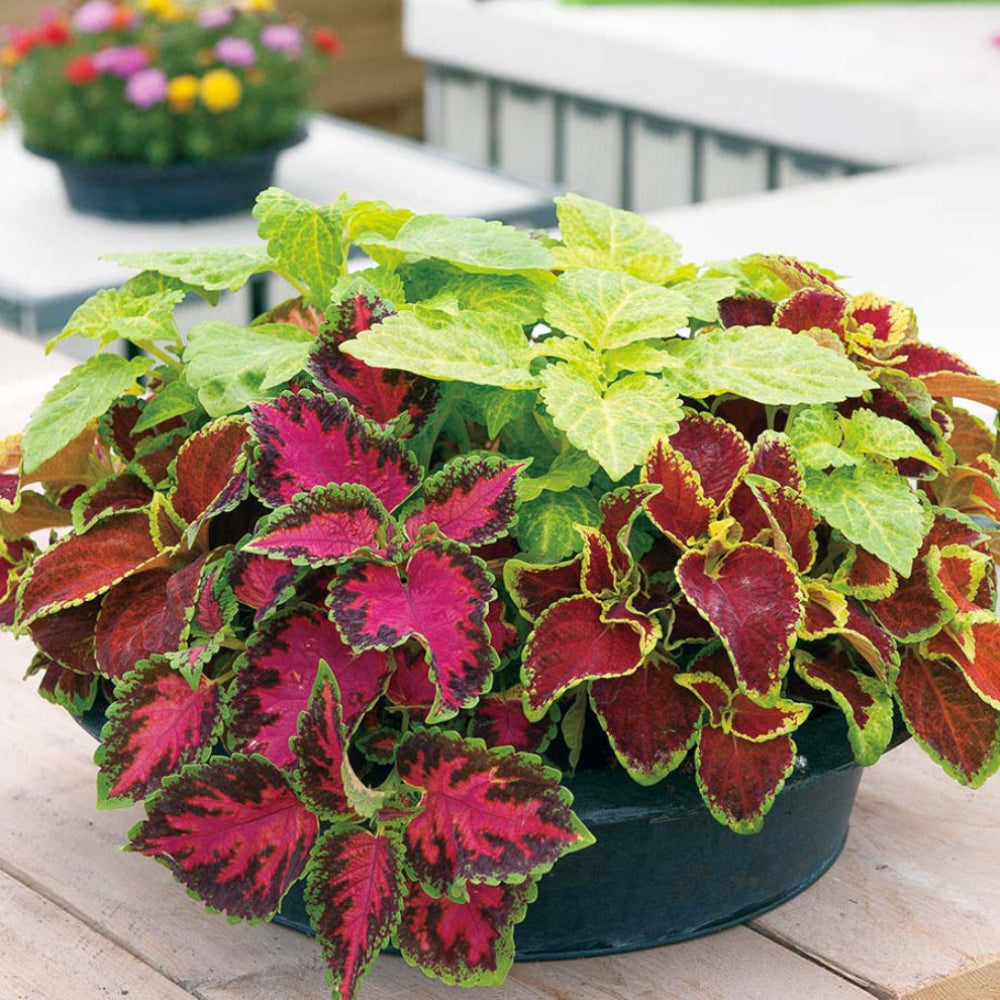 Coleus 'Fairway Ruby' Flower Seeds