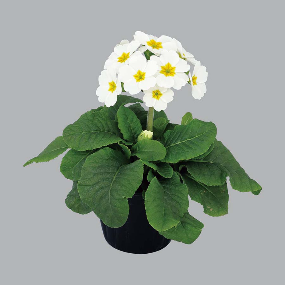 Primula Polyantha Flower Seeds