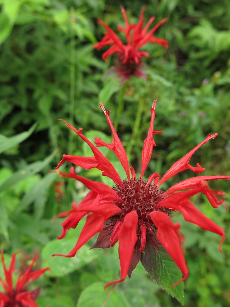 Monarda Flower seeds for Planting Drought Tolerant Heirloom & GMO Free Seeds for Home Garden
Sale for planting in home garden