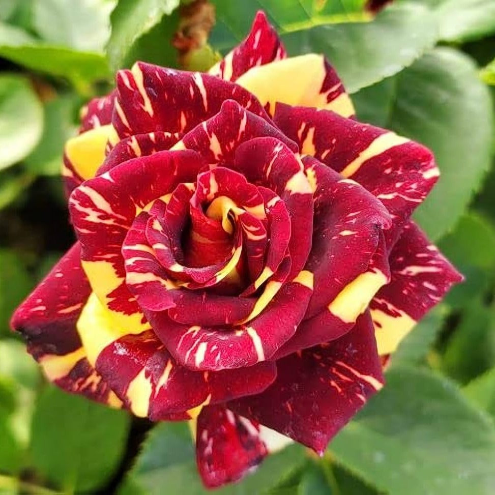 Semillas de flores de rosa Abracadabra
