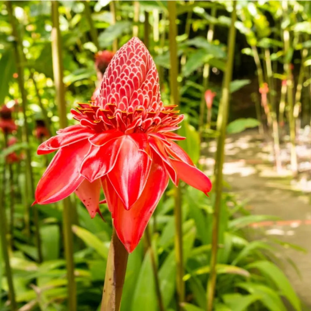 where to get torch flower seeds Red Torch Ginger (Etlingera elatior) Flower Seeds for Planting – Heirl – Pure Asia Seeds