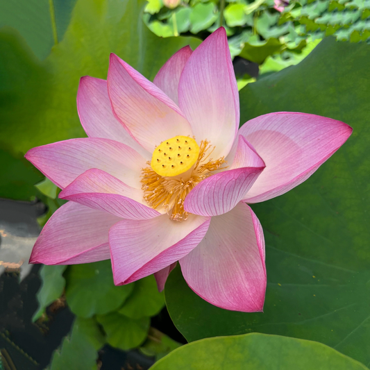 Giant Sacred Lotus (Nelumbo nucifera) Seeds – Heirloom, Non-GMO, Aquatic Plant, Large Bloom, Perennial