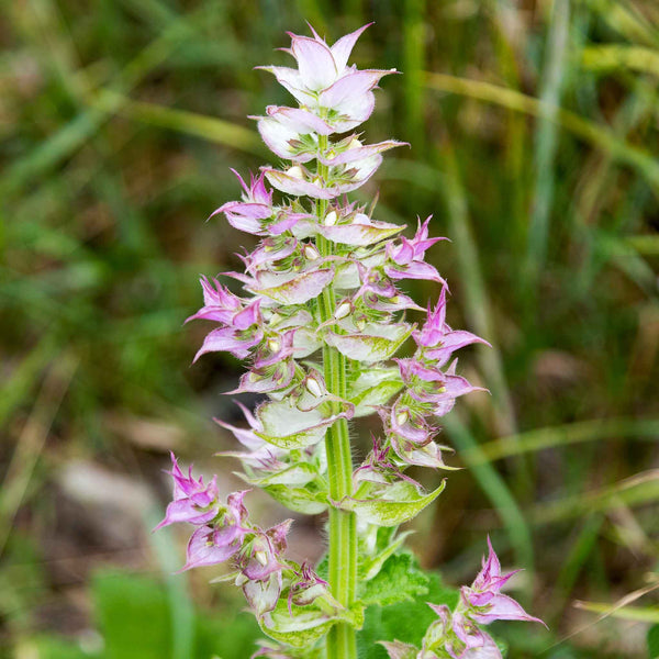 Muskatellersalbei-Blumensamen