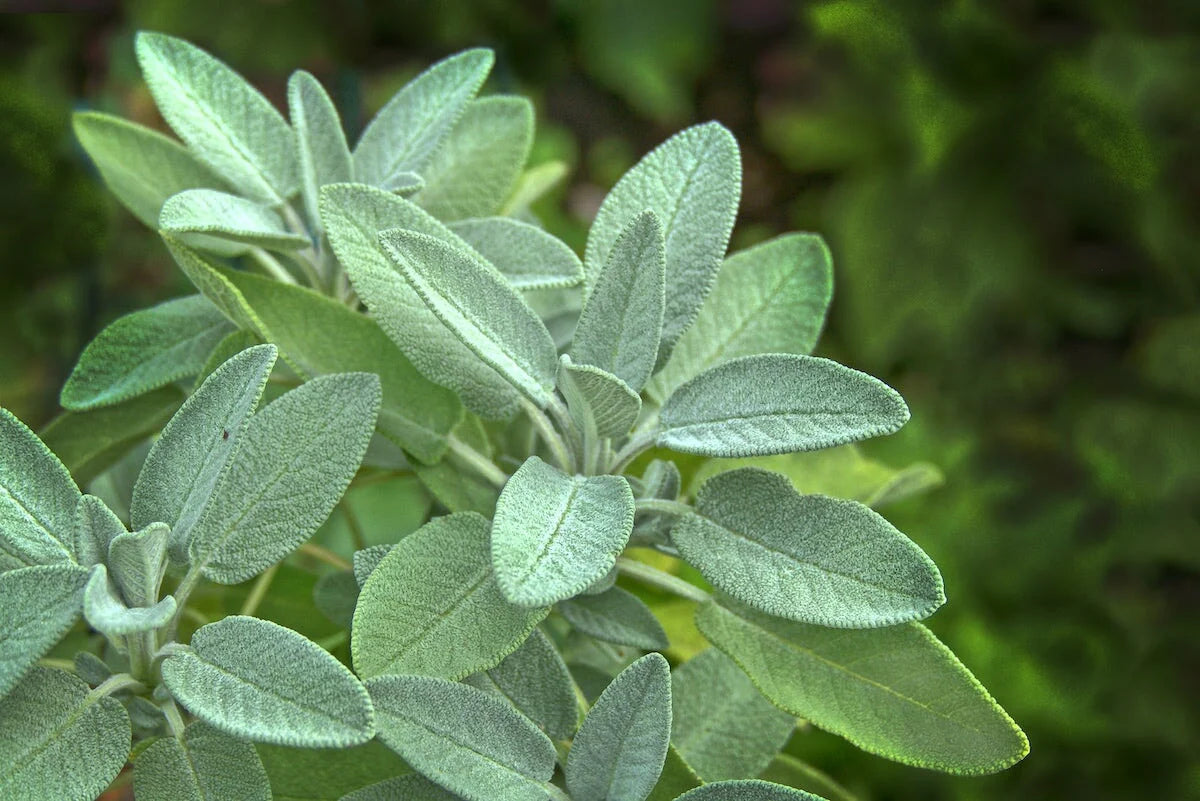 White Sage Herb Seeds