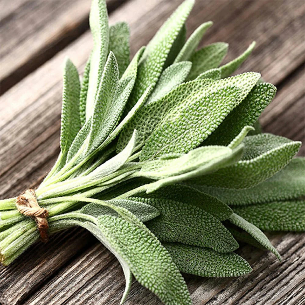 Semi di Salvia a Foglia Larga