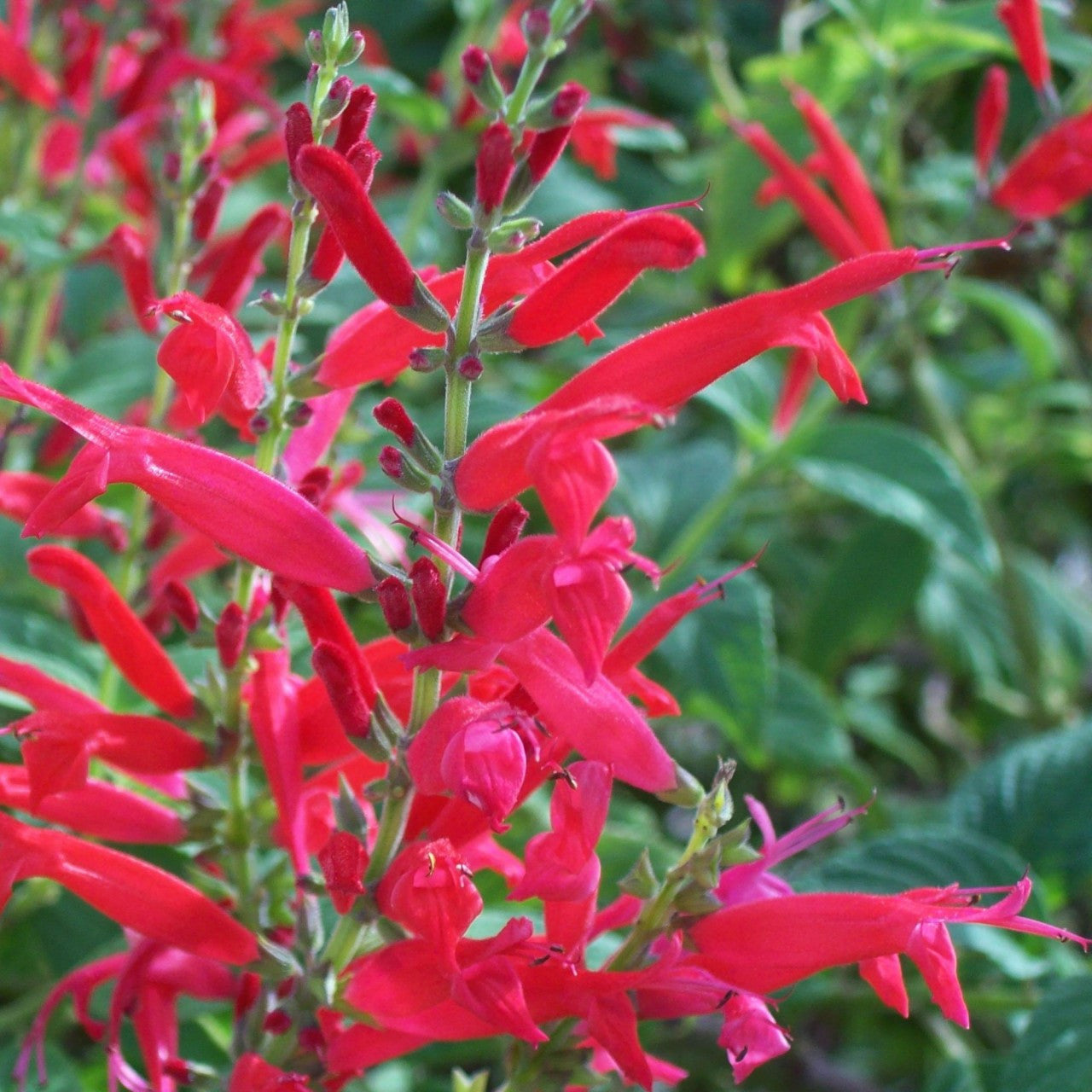 Semillas de flor de salvia de piña