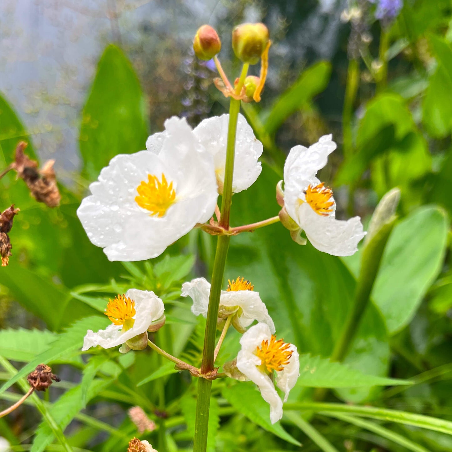 Broadleaf Arrowhead Flower Seeds