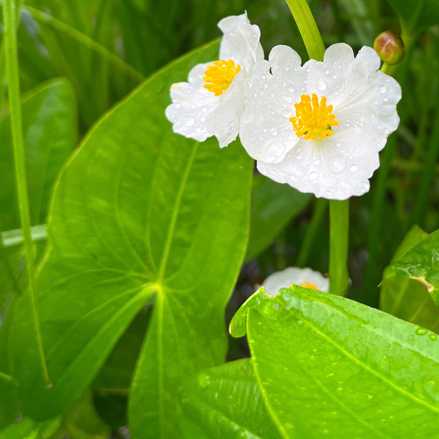 Broadleaf Arrowhead Flower Seeds