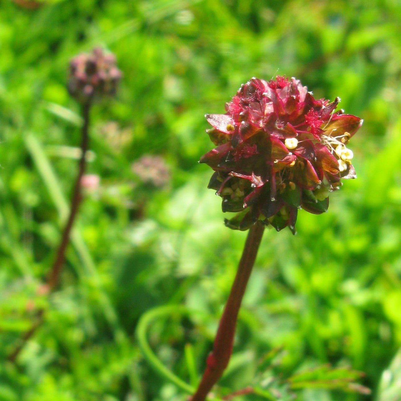 Salad Burnet (Sanguisorba minor) Edible Greens Vegetable Herb Flower Seeds