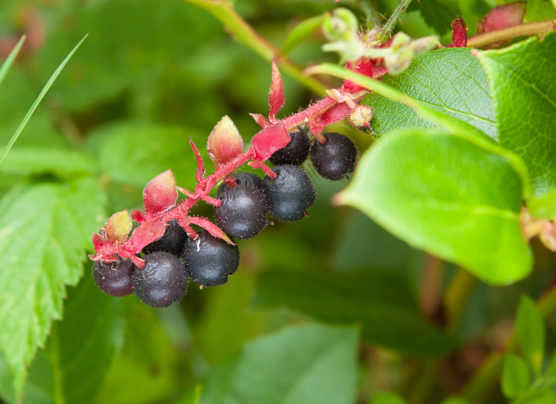 Salal Berry (Gaultheria shallon) Pink & White Flowers Blue Fruit Shrub Seeds