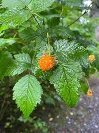 Salmonberry (Russian Raspberry) Rubus Spectabilis Fruit Seeds