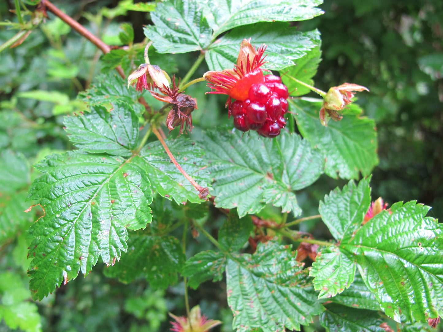 Salmonberry Planting Fruit Seeds