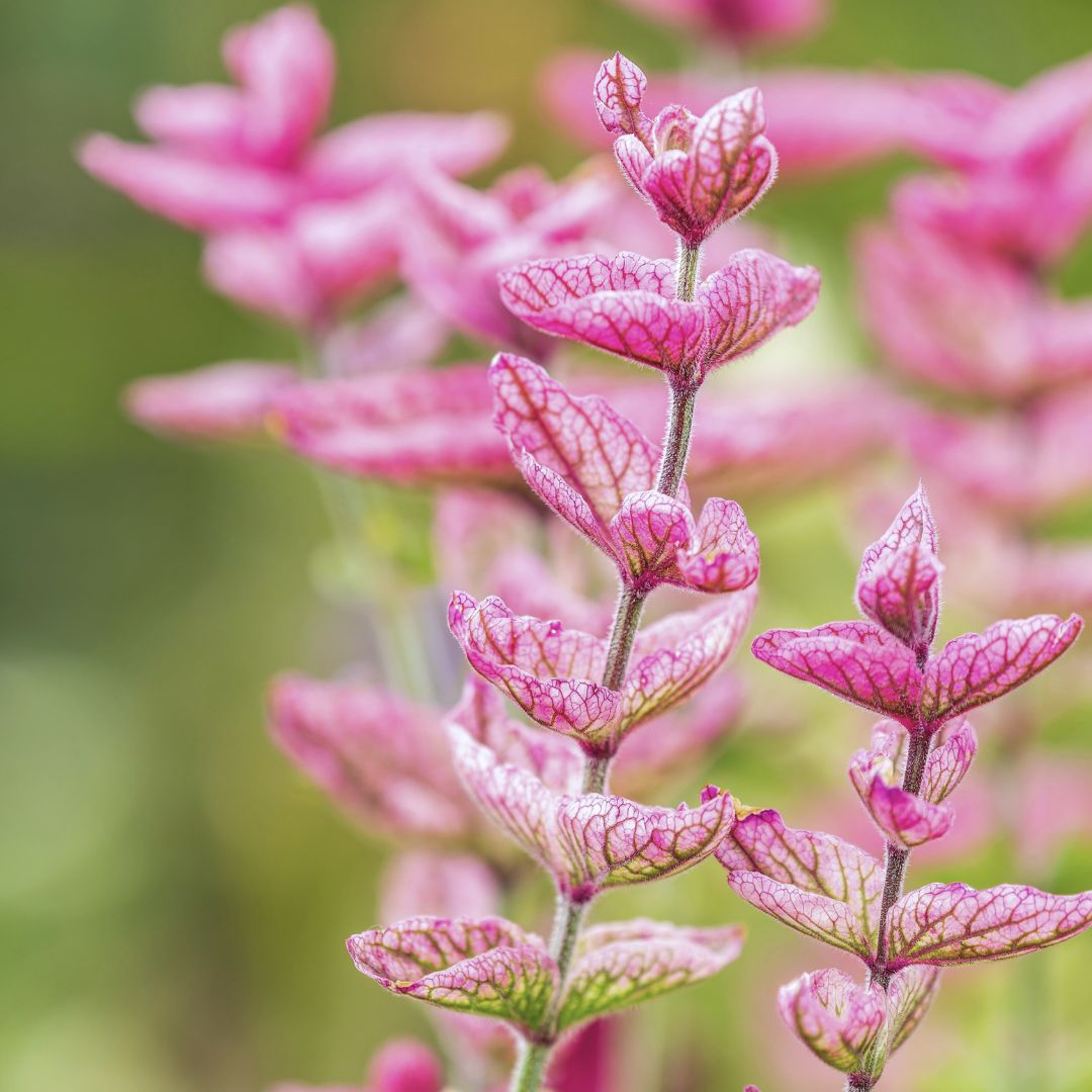 Pink Sundae' Clary Sage (Salvia viridis Horminum) Herb Flower Seeds