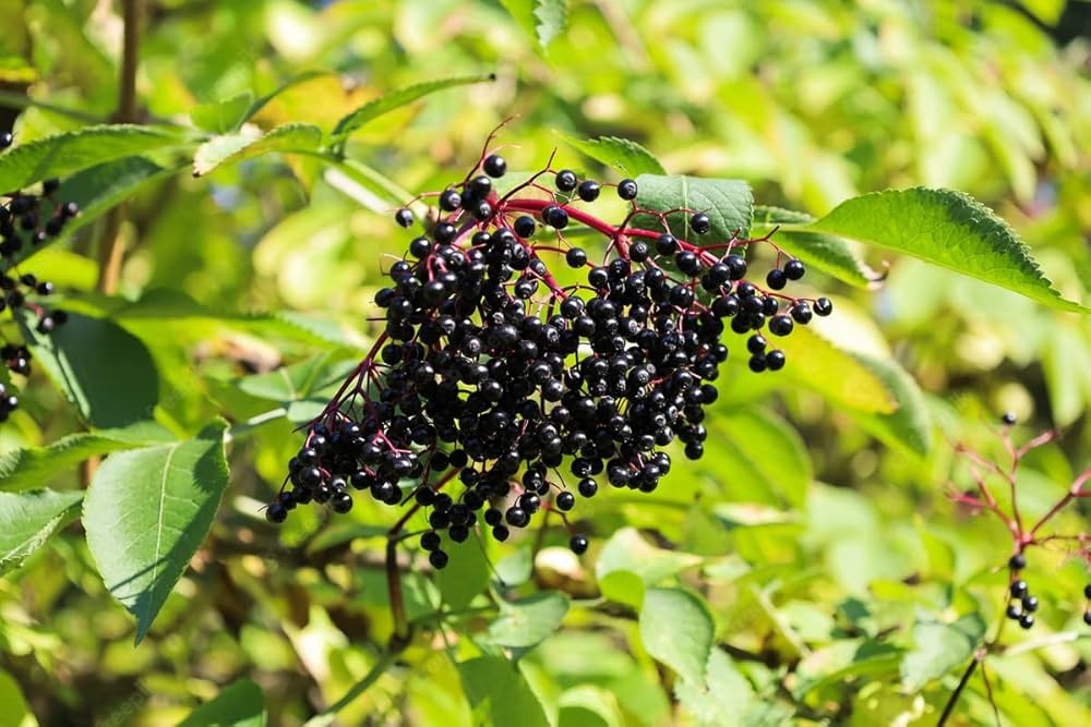 Elderberry Sambucus nigra Plant Seeds for Planting in Home Garden and Orchard