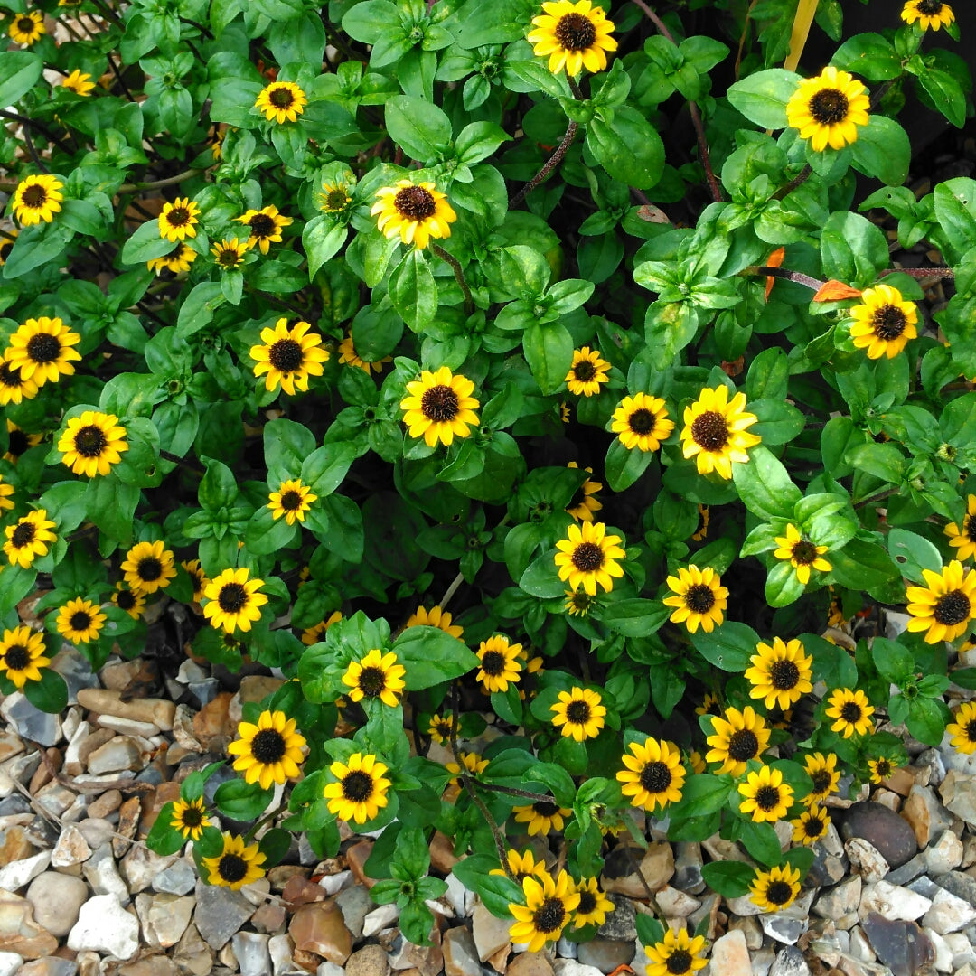 Sanvitalia Sunburst Flower Seeds