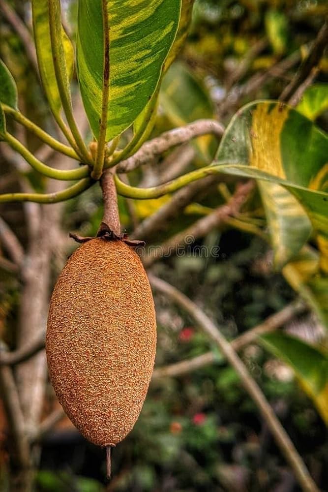 Sapodilla Manilkara Zapota Fruit Seeds