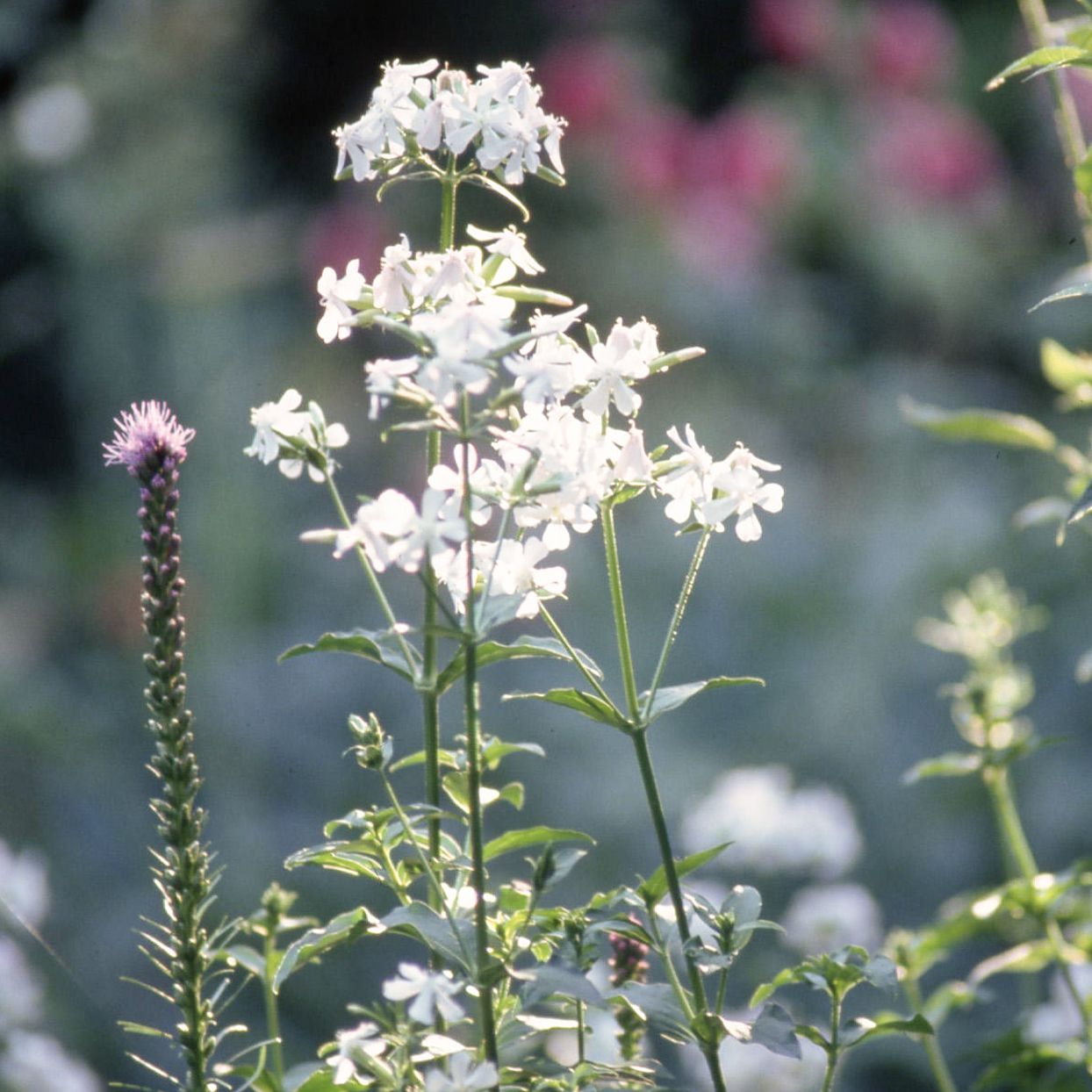 Soapwort Flower Seeds