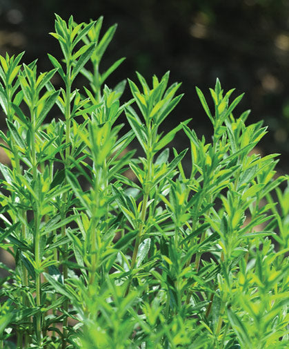 Creeping Winter Savory (Satureja montana) Herb & Pink Flower Seeds