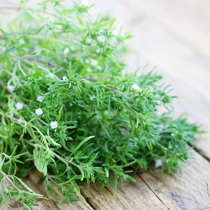 Savory Herb Seeds for Aromatic Garden Planting