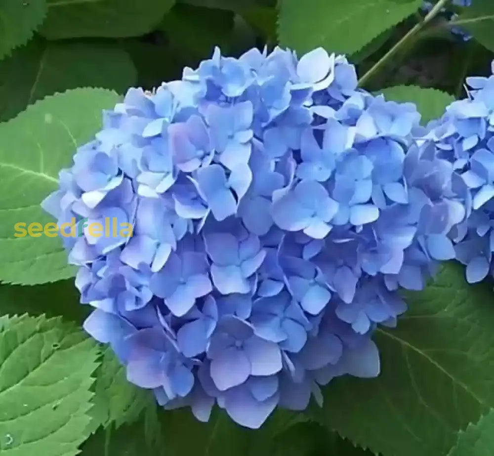 Sea Blue Hydrangea Flower Seeds For Planting Stunning Blooms In Your Garden