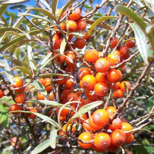 Sanddorn (Hippophae rhamnoides) Samen