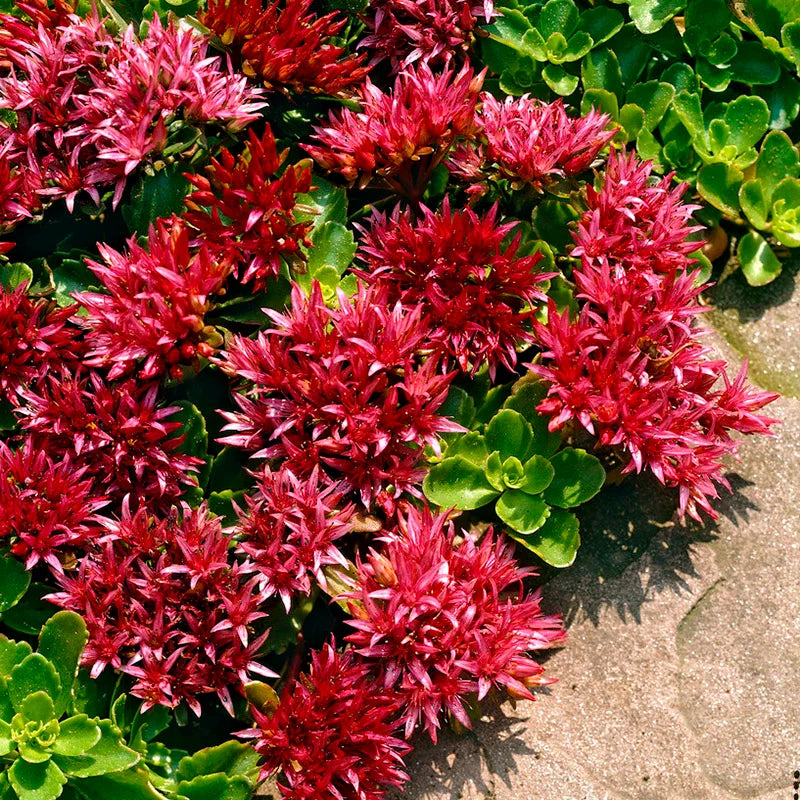 Emperor's Wave Sedum Flower Seeds