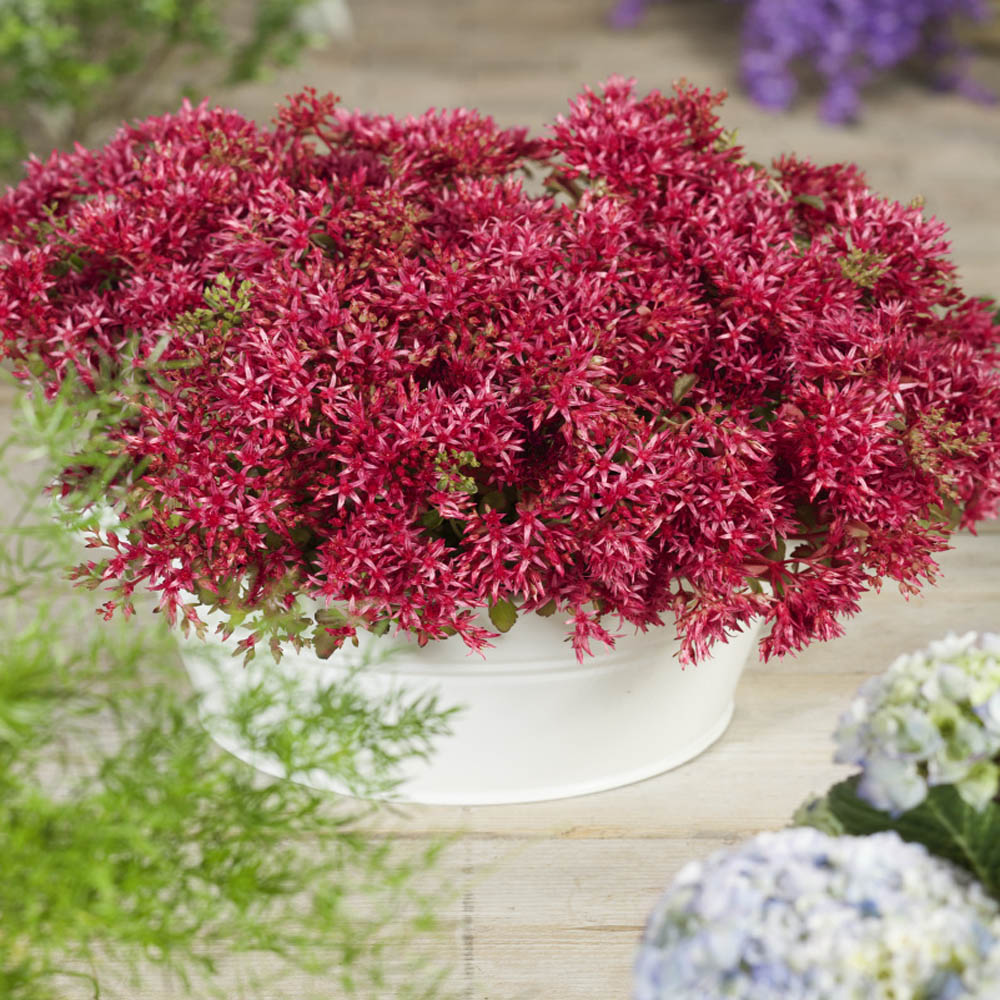 Emperor's Wave Sedum Flower Seeds
