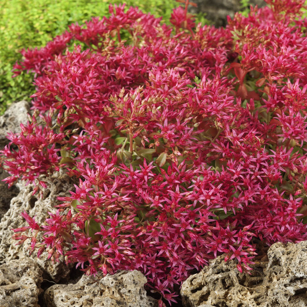 Emperor's Wave Sedum Flower Seeds