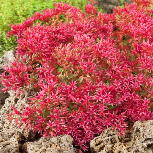 Emperor's Wave Sedum Flower Seeds for Planting – Heirloom, Non-GMO, Easy to Grow, Succulent