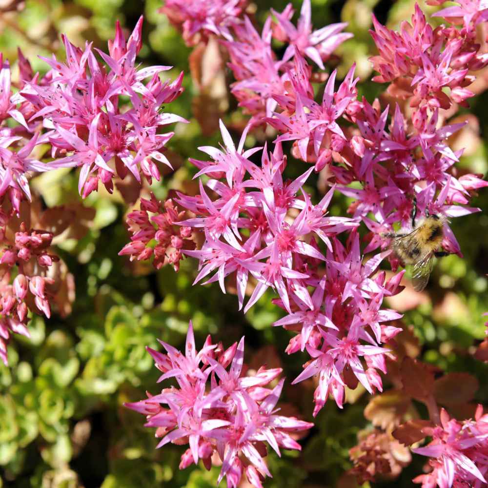 Purple Sedum Flower seeds for Planting Cottage Garden Essential Heirloom & GMO Free Seeds for Home Garden
Sale seeds for home garden planting