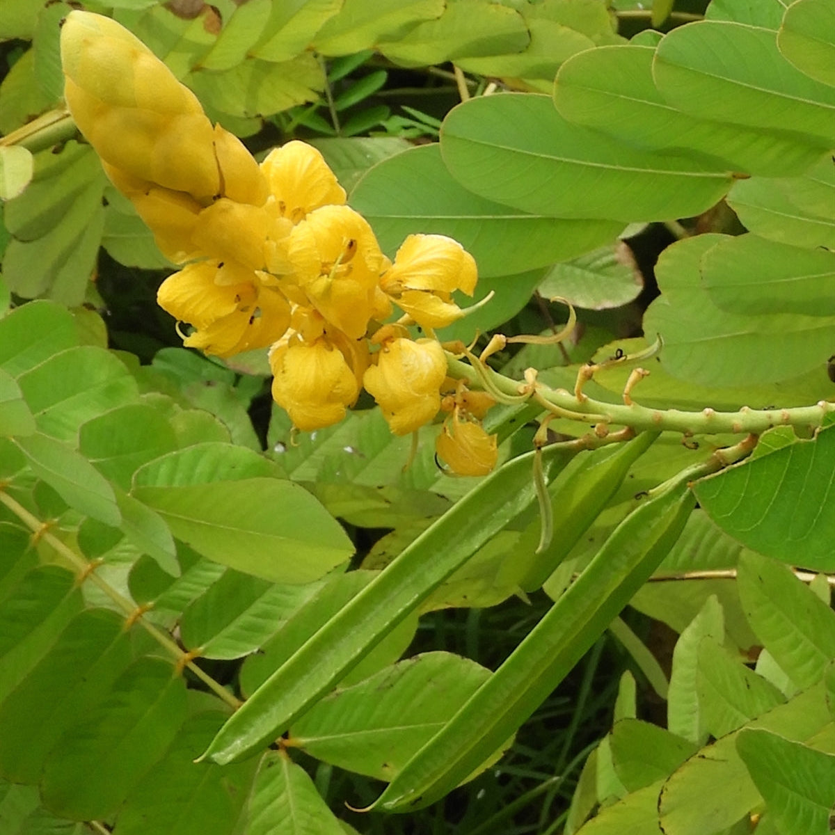 Senna Alata Flower Seeds