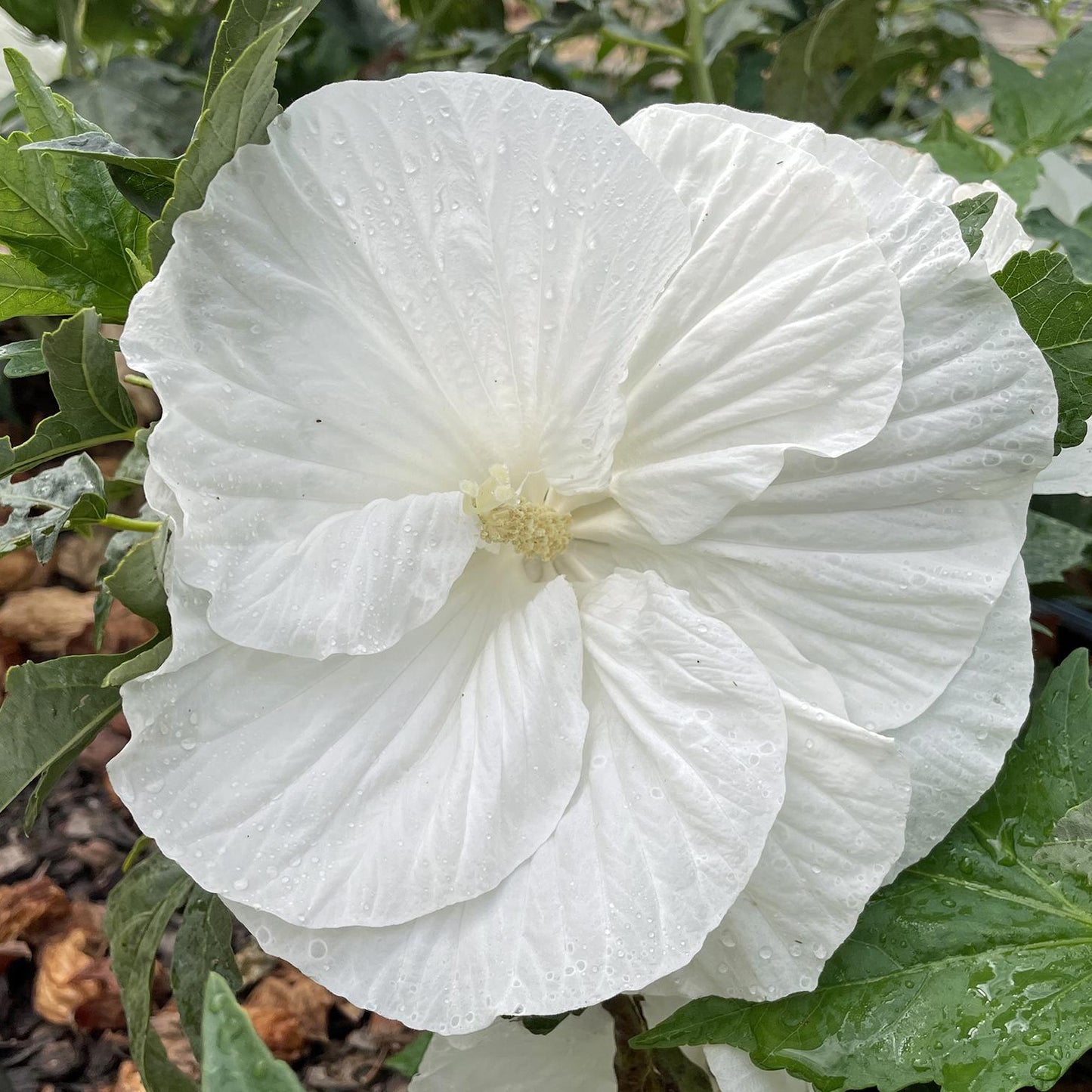 Snow White Hibiscus Flower Seeds