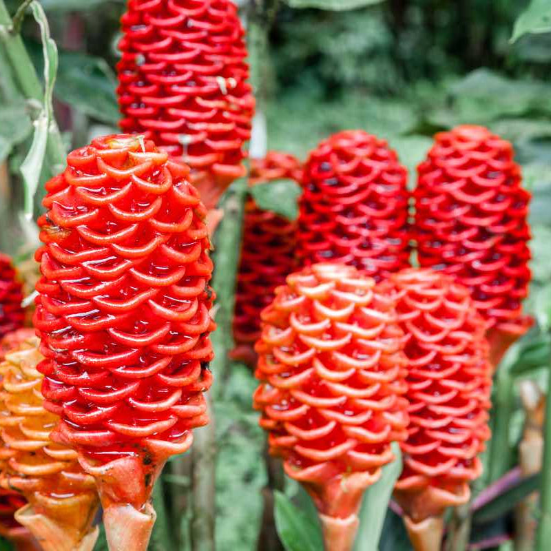 Semillas de jengibre perenne
