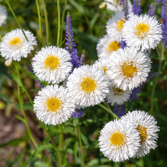 Snow Lady Shasta Daisy Flower Seeds for Planting – Heirloom, Non-GMO, Easy to Grow, Perennial